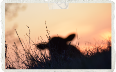 Dreaming of Summer: a short story