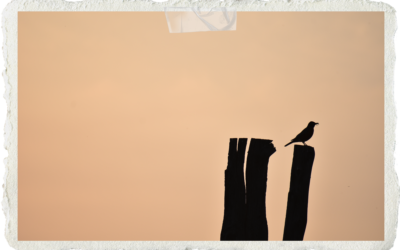 Just Before Flight: Prose