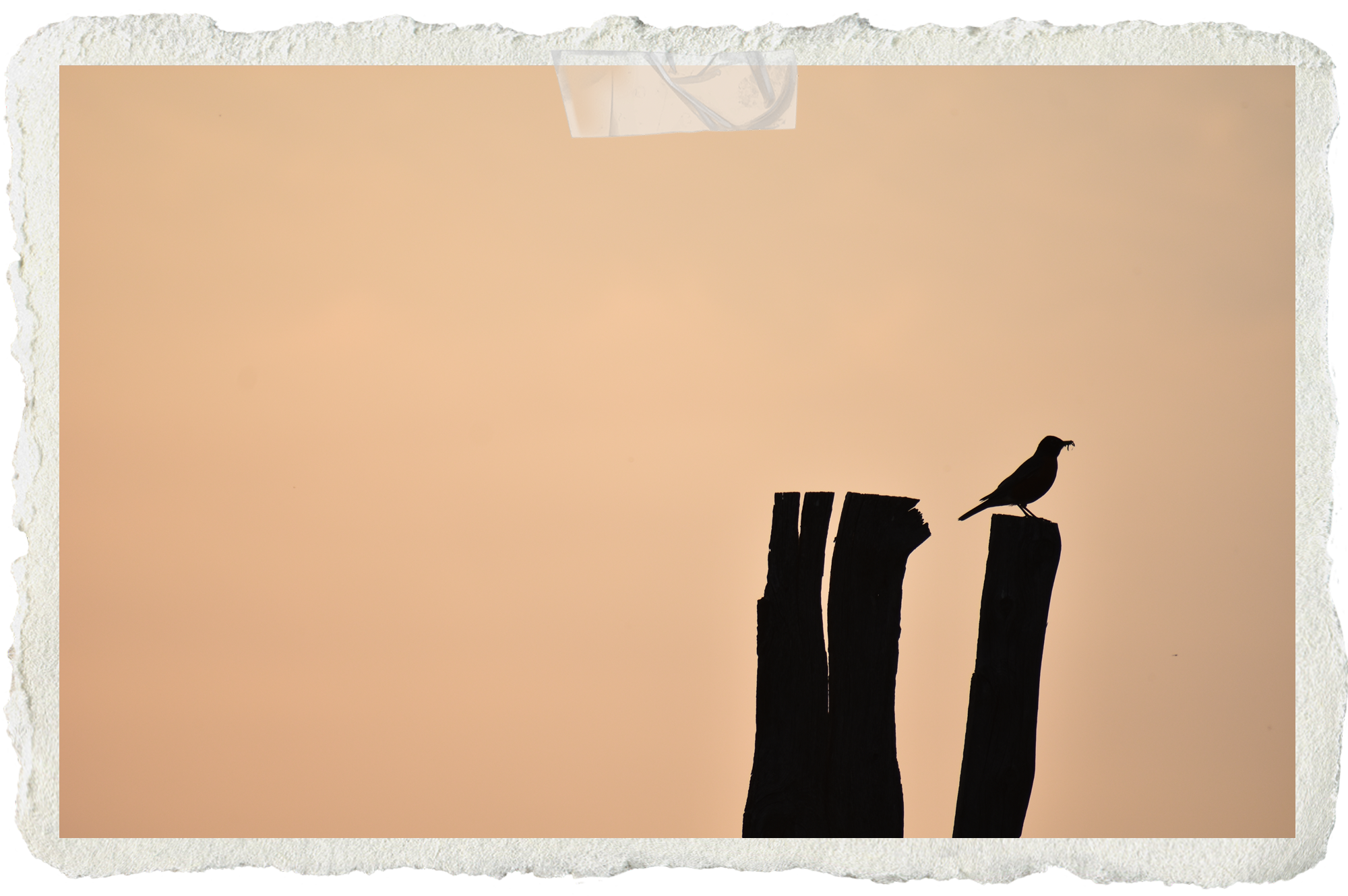 Just Before Flight: Prose