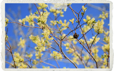 The Opposite of Drought: a poem